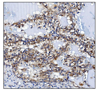 Anti-KCNQ2 Antibody