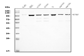 Anti-KCNQ2 Antibody