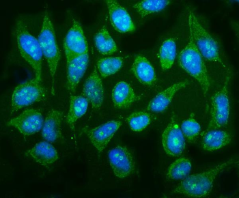 Anti-p38 gamma/MAPK12 Antibody