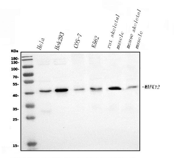 Anti-p38 gamma/MAPK12 Antibody