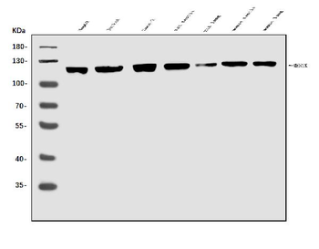 Anti-MERTK Antibody
