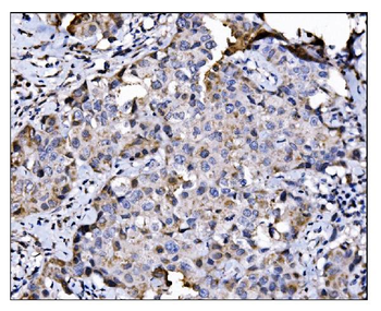Anti-NDE1 Antibody