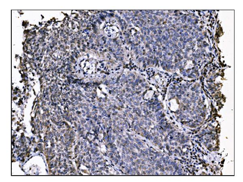Anti-NDE1 Antibody