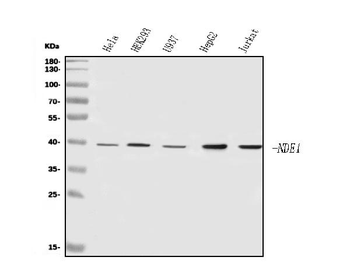Anti-NDE1 Antibody