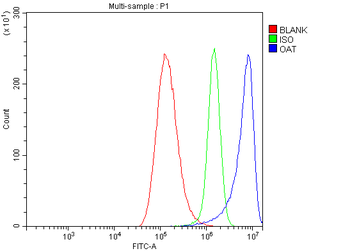 ornithine aminotransferase/OAT Antibody
