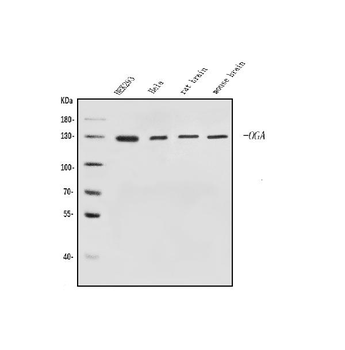 Anti-MGEA5/OGA Antibody