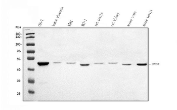 Anti-ORC5L/ORC5 Antibody