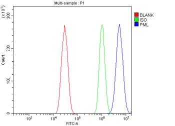 PML Protein/Pml Antibody