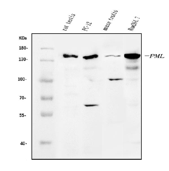 Anti-PML Protein/Pml Antibody