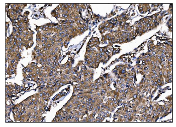 Anti-POGLUT1 Antibody
