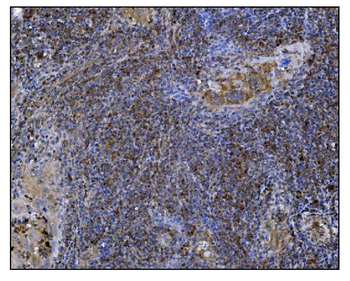 Anti-POGLUT1 Antibody