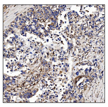 Anti-POGLUT1 Antibody