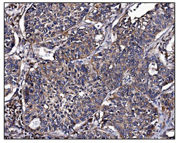 Anti-POGLUT1 Antibody