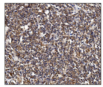 Anti-POGLUT1 Antibody