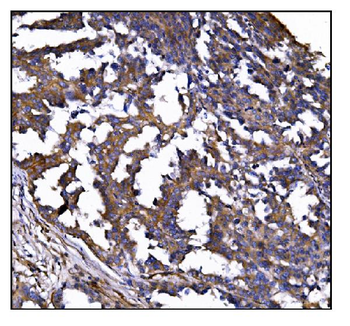 Anti-POGLUT1 Antibody