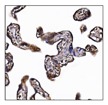 Anti-POGLUT1 Antibody