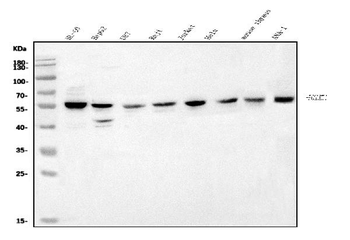 Anti-POGLUT1 Antibody