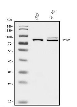 Anti-Prolyl Endopeptidase/PREP Antibody