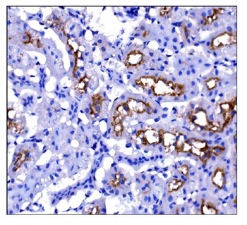 Anti-CD133/Prom1 Antibody