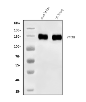 Anti-CD133/Prom1 Antibody