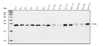 Anti-Proteasome 20S beta 6/PSMB6 Antibody