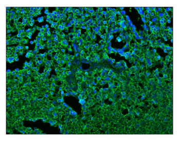 Anti-CD45/PTPRC Antibody