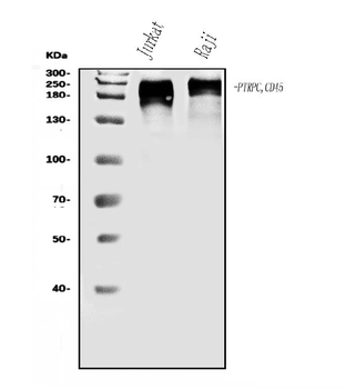 Anti-CD45/PTPRC Antibody