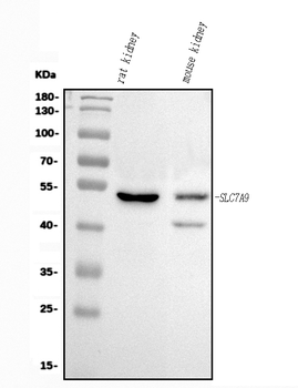 Anti-Slc7a9 Antibody