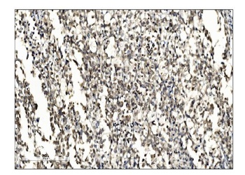 Anti-SUMO2/3 Antibody