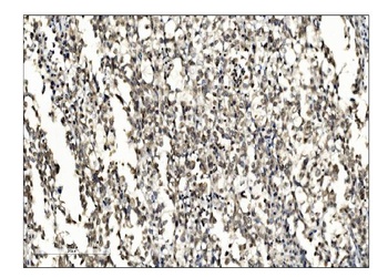 SUMO2/3 Antibody