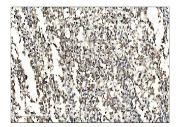Anti-SUMO2/3 Antibody