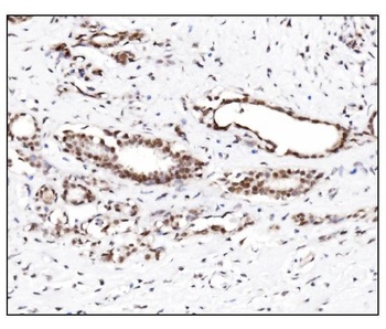 SUMO2/3 Antibody