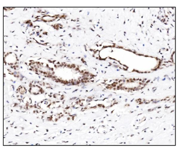 Anti-SUMO2/3 Antibody