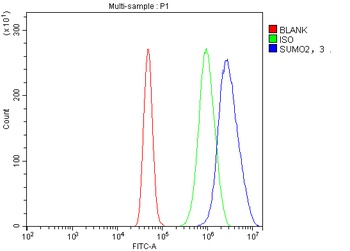 SUMO2/3 Antibody