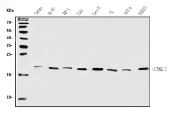 Anti-SUMO2/3 Antibody