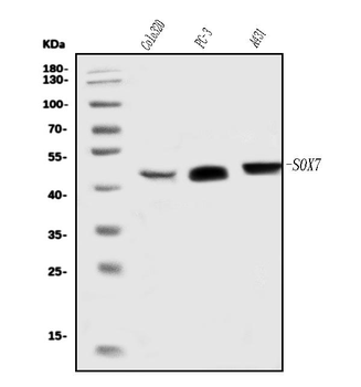 SOX7 Rabbit Polyclonal Antibody