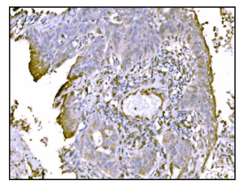 Anti-TRAP alpha/TRAPA/SSR1 Antibody