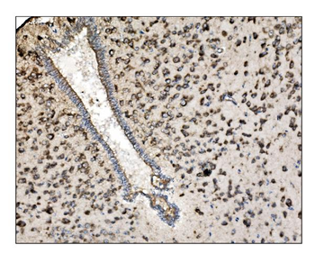 Anti-TRAP alpha/TRAPA/SSR1 Antibody