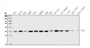 Anti-TRAP alpha/TRAPA/SSR1 Antibody