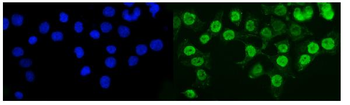 Anti-KMT1B/SUV39H2 Antibody