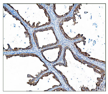 Anti-AS160/TBC1D4 Antibody