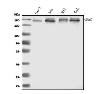 Anti-AS160/TBC1D4 Antibody