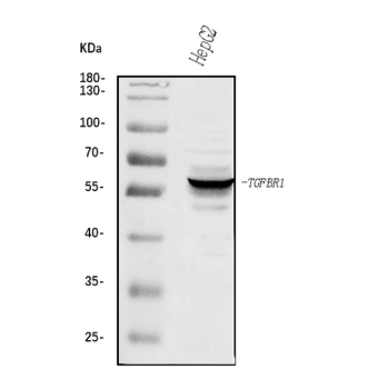 TGF beta Receptor I/TGFBR1 Antibody