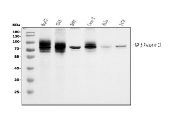 Anti-TGFBR2 Antibody (monoclonal, 2F11)
