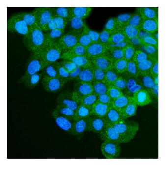 Anti-IGF2R Antibody (monoclonal, 4I11)