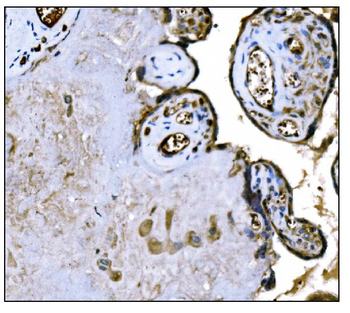 Anti-IGF2R Antibody (monoclonal, 6G2)