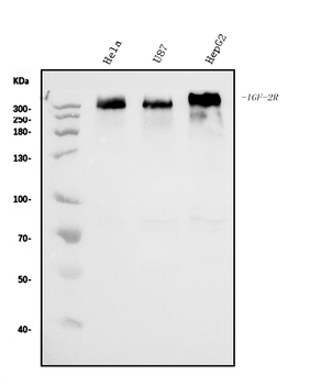 Anti-IGF2R Antibody (monoclonal, 6G2)