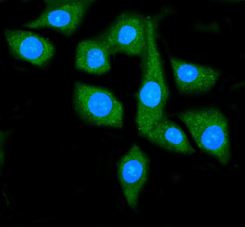 Anti-Hsp90 alpha Antibody (monoclonal, 6B5)