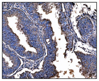 Anti-Hsp90 alpha Antibody (monoclonal, 6B5)