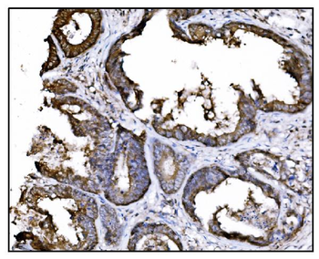 Anti-Hsp90 alpha Antibody (monoclonal, 6B5)